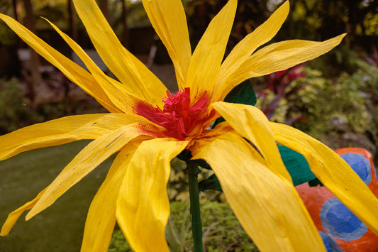 Saffron Sunburst